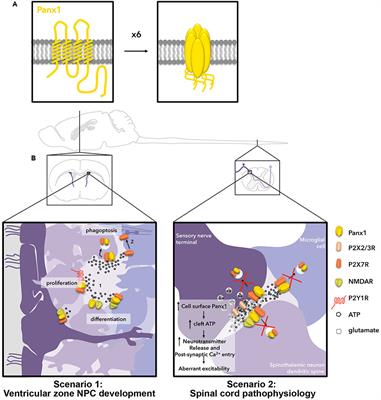 Regulation of Pannexin 1 Surface Expression by Extracellular ATP: Potential Implications for Nervous System Function in Health and Disease